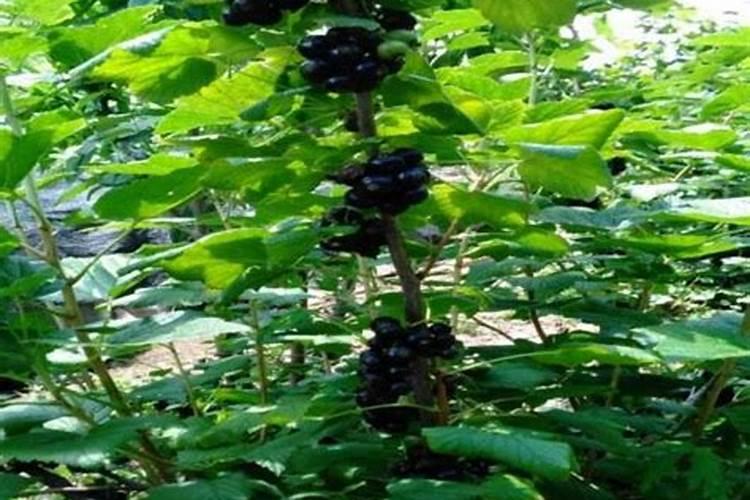 果树肥料的种类及作用,果树肥料哪个品牌好,果树肥料怎么使用!