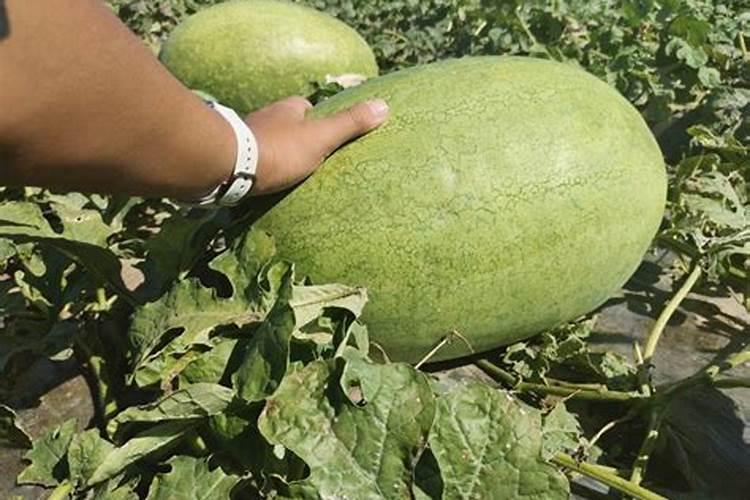 种植西瓜,主要步骤是什么？