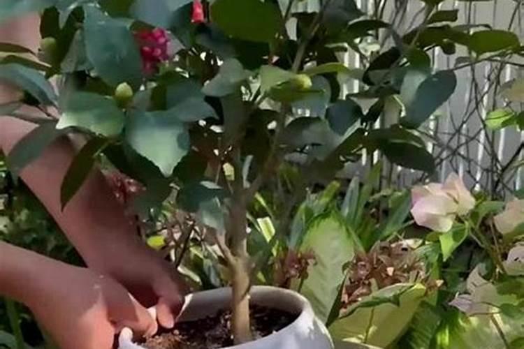 氮肥浇花多久一次 氮肥浇花需几天一次？