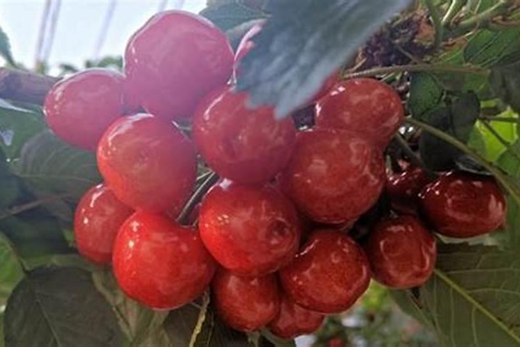 大樱桃“月子肥”用氮磷钾复合肥和中微量元素喂树,行不行？