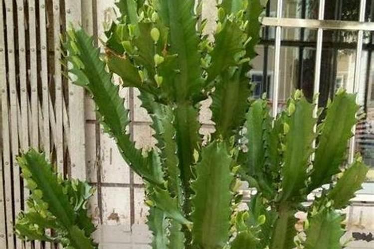 龙骨这种花会开花吗 如何促使龙骨花快速开花