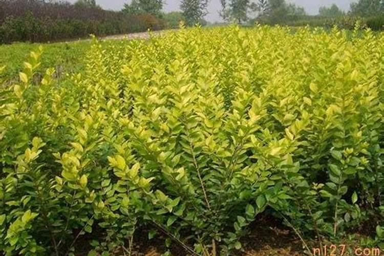 杨梅树苗怎么种植技术 杨梅树苗如何种植