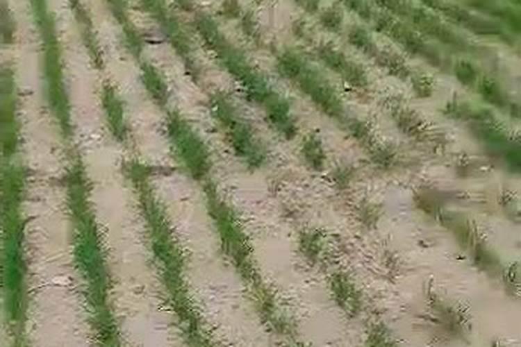 可以给玉米小麦增产的农药品牌有哪些