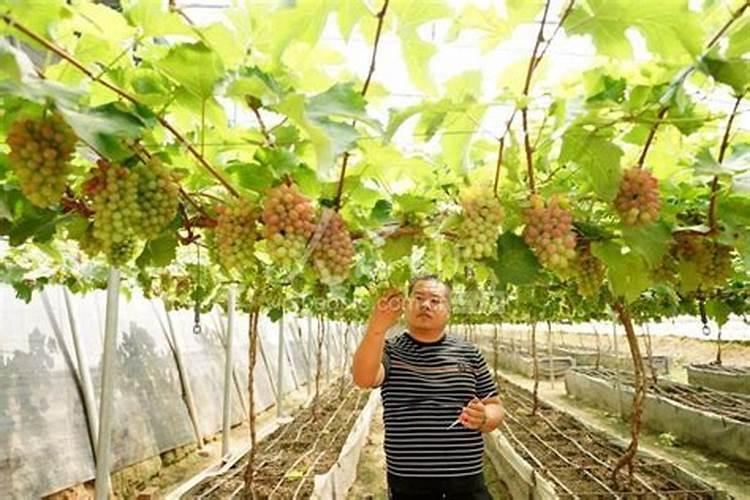果树挂果期打什么叶面肥长的快？果树结果期用什么肥料长的好？