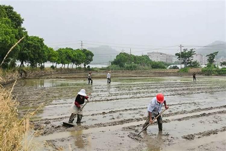 各位老师,水田怎样放水才合理。放水放不好为什么会长草呢