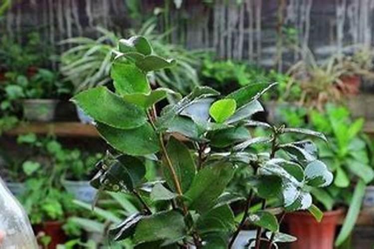 冬天橡皮树换盆几天后可以施肥磷酸二氢钾吗？