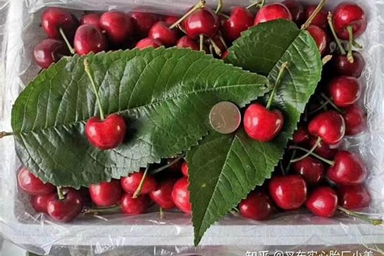 樱桃用什么肥料最好