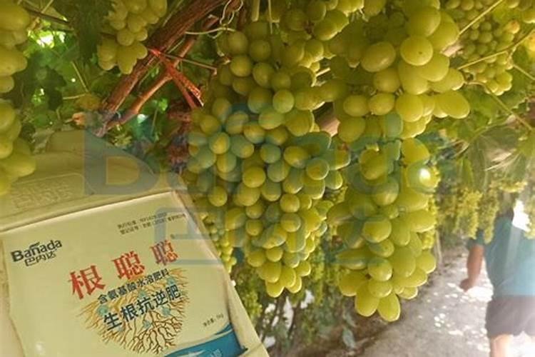 葡萄生根肥用什么好