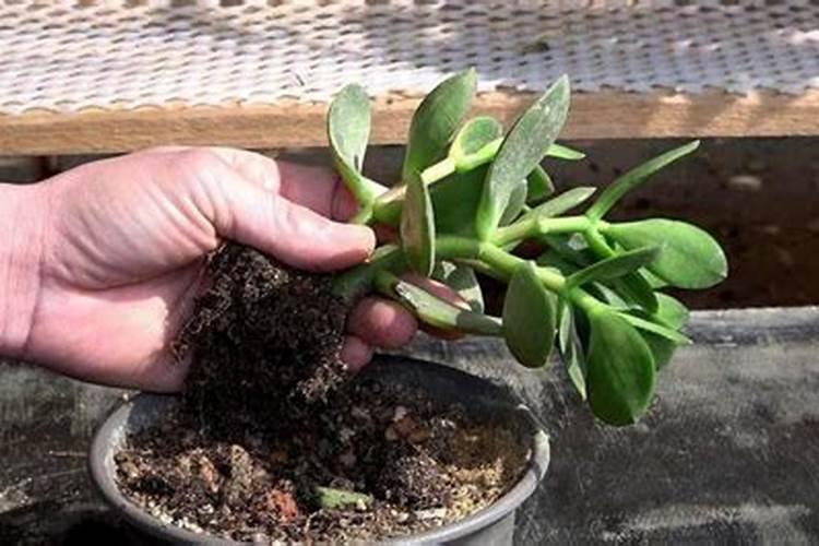 怎样给花草施肥？