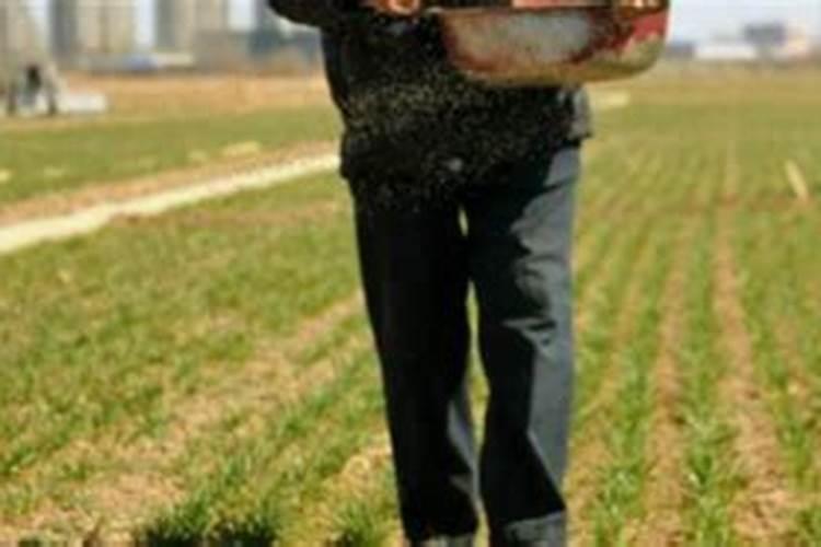 速生桉什么时候种最好？