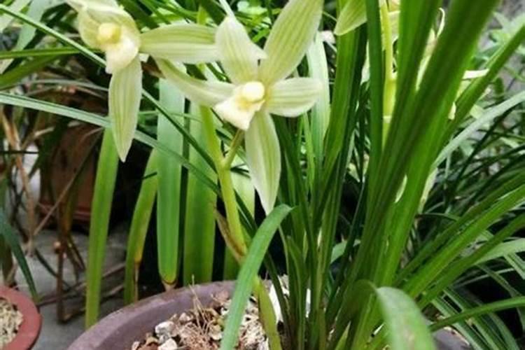 兰花换盆后多久施肥