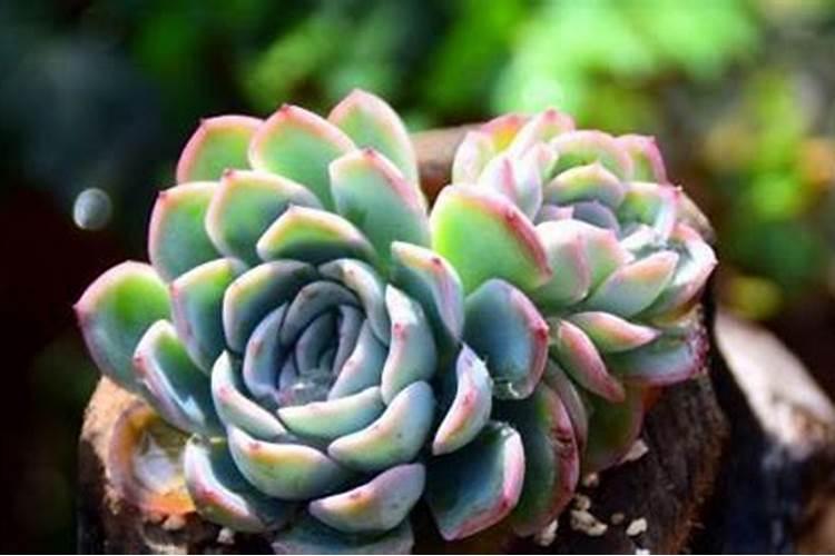 花刚种下去可以施肥吗 什么时候施肥更合适