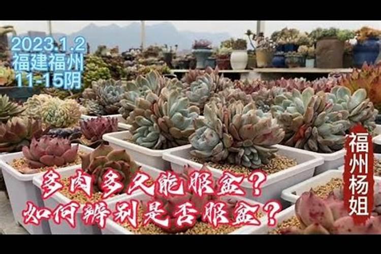 蝴蝶兰换盆后多久施肥