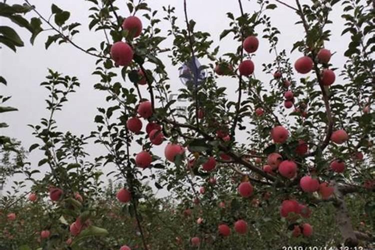 水溶肥每株苹果施多少斤
