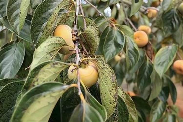 长寿花小苗怎样养
