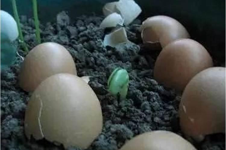 在养花时如何使用磷肥