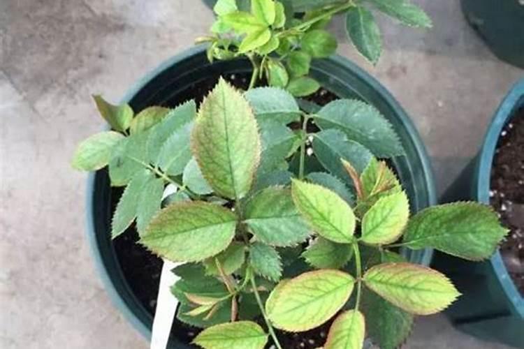 月季夏季施肥时间和方法