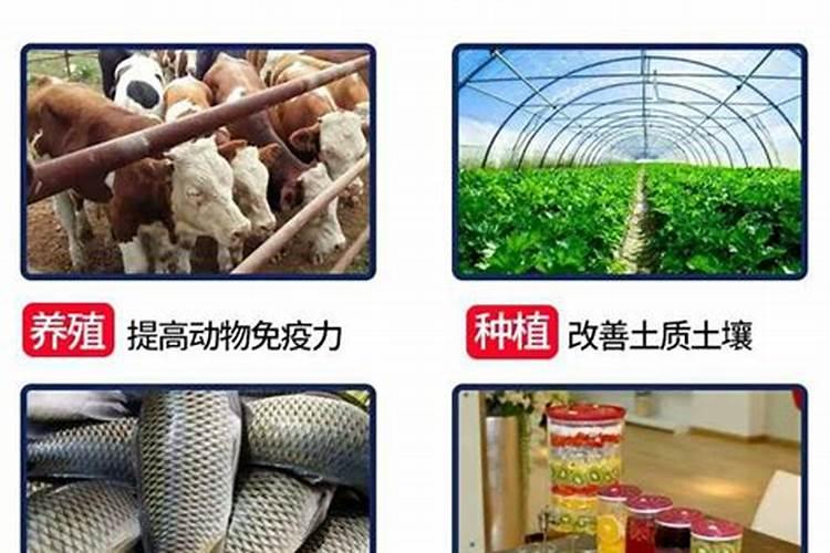红糖如何沤肥