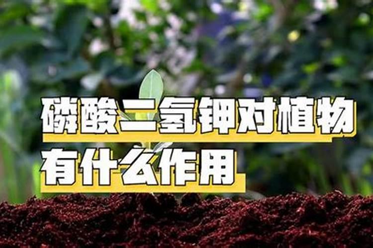 在膨果期施用氮肥好还是钾肥好,它们哪种膨果更快呢？