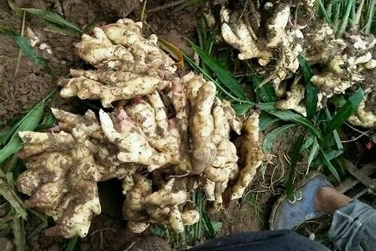 大姜膨果期用什么肥料好？