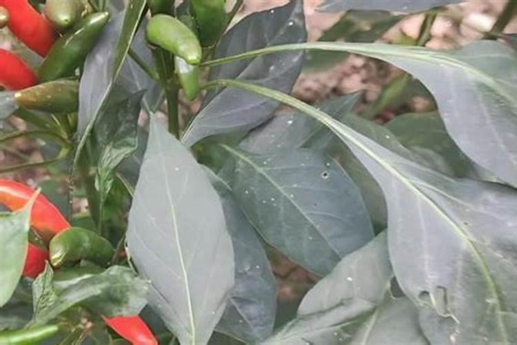 辣椒适应的温度是多少 冬季辣椒在室内可以继续生长吗