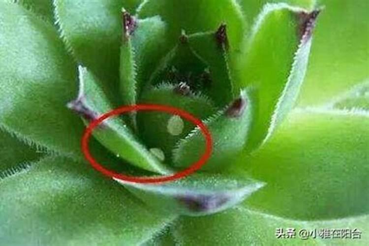 多肉用了硫酸钾颗粒怎么办