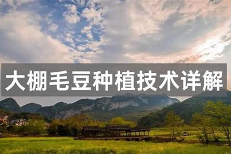 早熟毛豆的高产种植管理技术 毛豆怎么施肥好