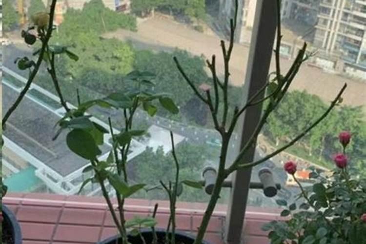 夏天月季花光杆了怎么挽救