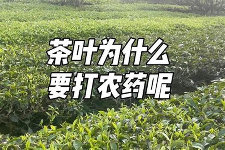 茶叶如何施肥