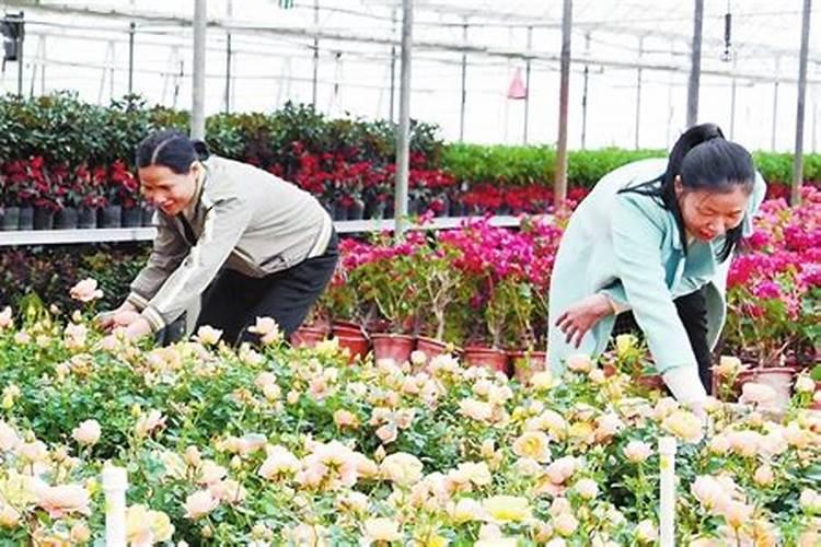 硼肥不能和什么一起用？如果使用错误会产生哪些影响？