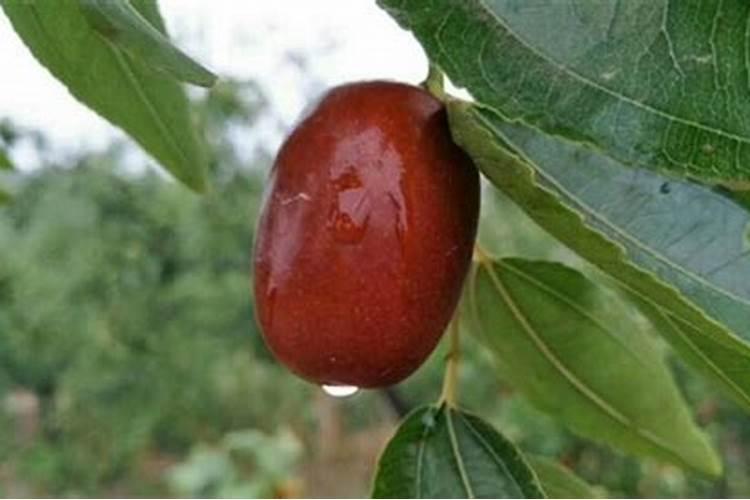 种植红枣的水肥管理技术有哪些 养殖方法总结