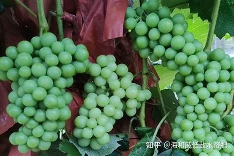 桂花树施什么肥合适