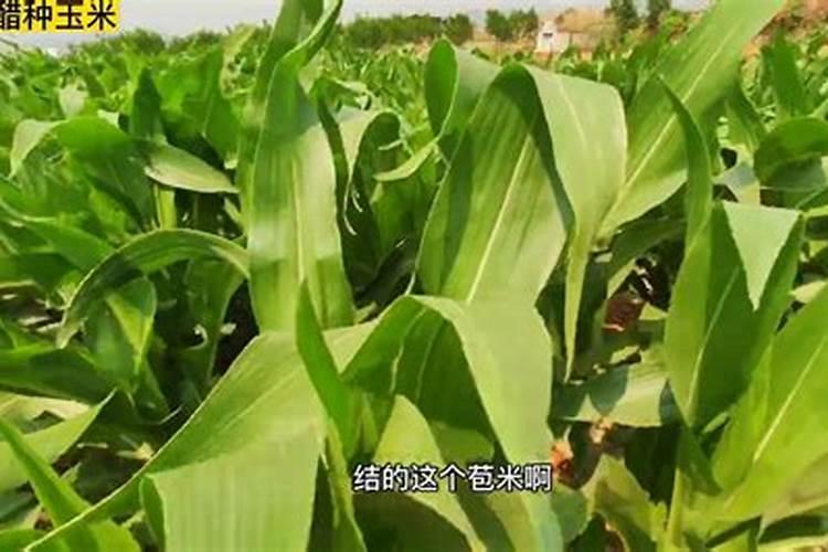 红糖和醋一起做叶面肥