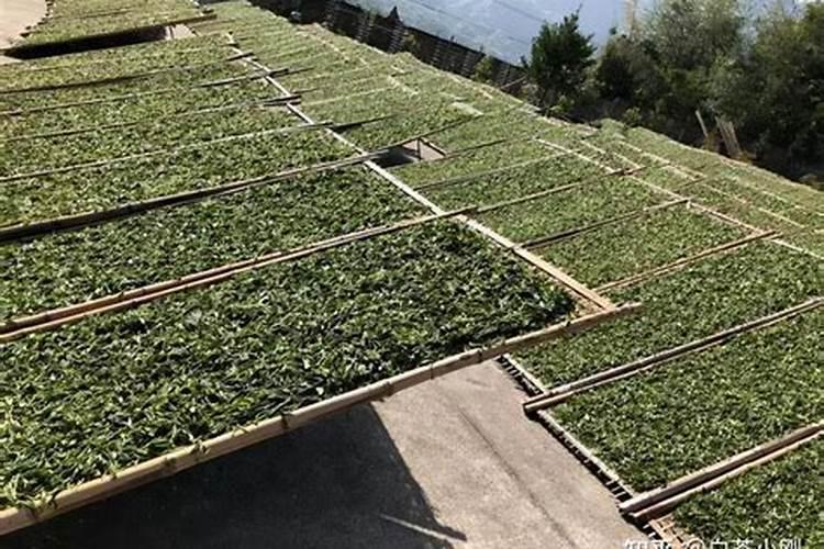 白茶什么时候施肥好？