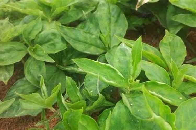 喷过量的叶面肥种植物会怎么样