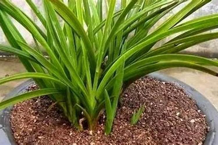 兰草花施什么肥料