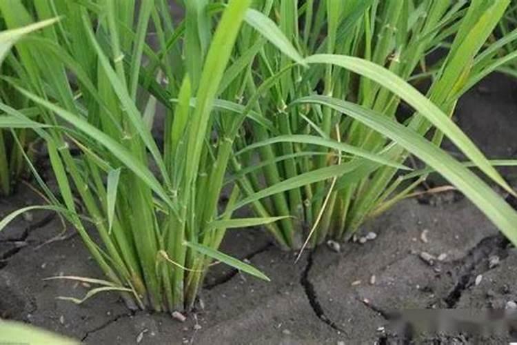 迎春小苗怎么快速长粗