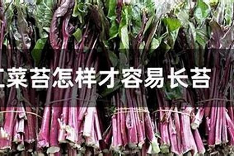 红菜苔病虫害该怎样防治呢？