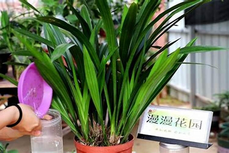 发财树浇什么水最好