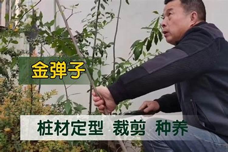 金弹子新桩发芽后能施肥吗