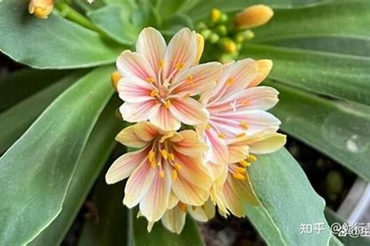 露薇花怎么施肥