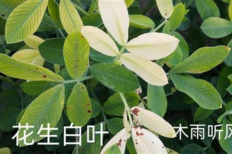 绿吊兰的叶子发白是怎么回事