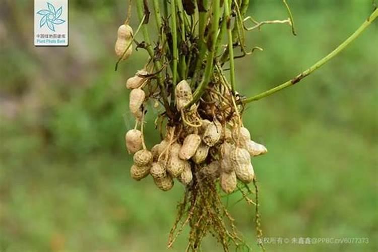 花生需要施什么肥结果多