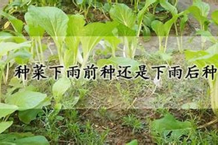 下雨天施肥好还是晴天施肥好