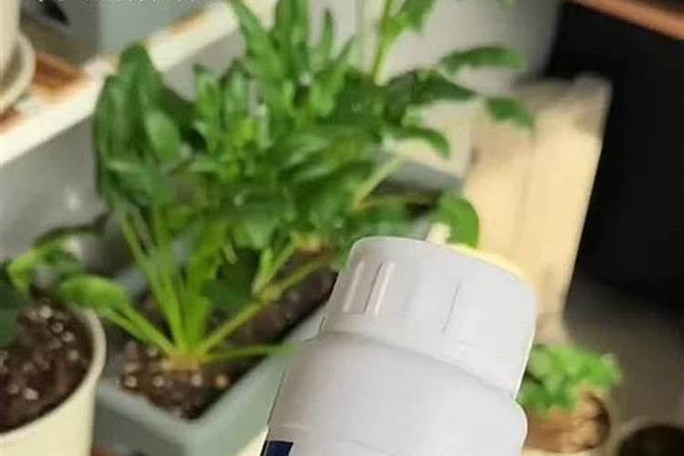 水培绿萝用什么肥
