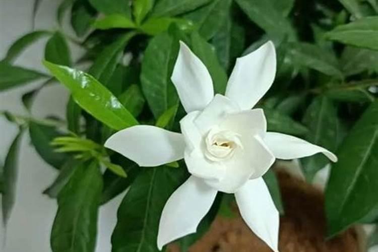 盆栽茉莉花怎样施用硫酸亚铁