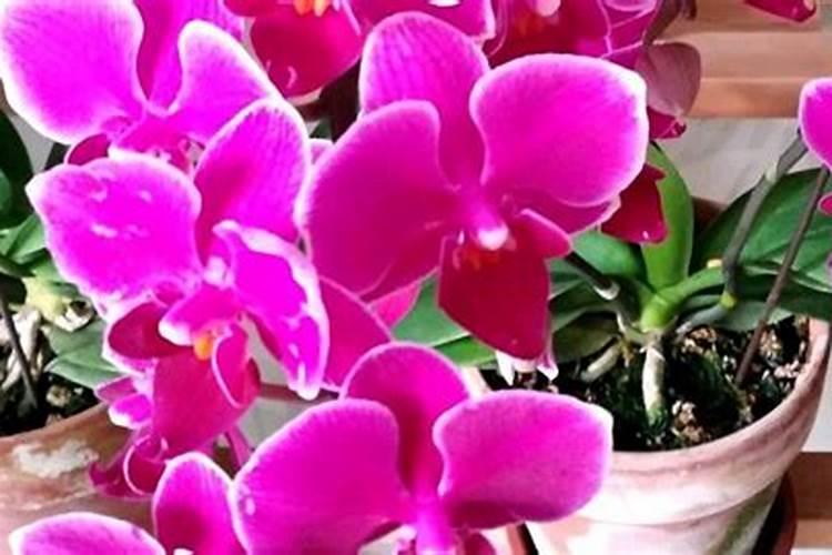 蝴蝶兰用什么肥,磷钾肥可促进花芽形成