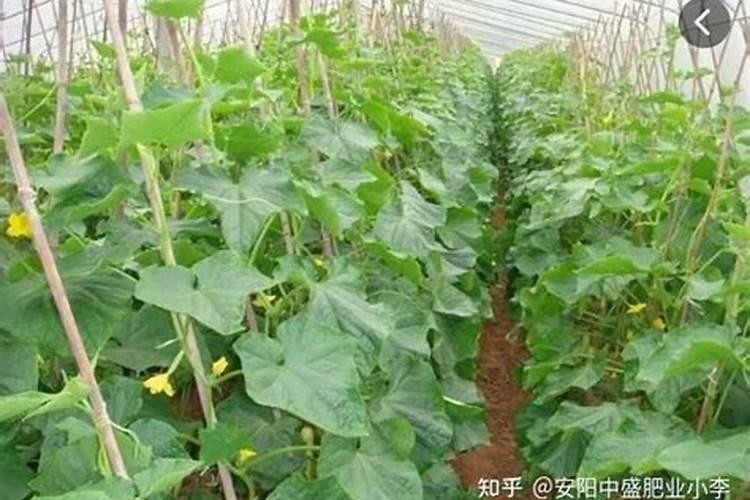 温室黄瓜使用什么水溶肥提高产量？