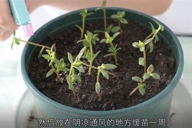 太阳花扦插多久后可以施肥