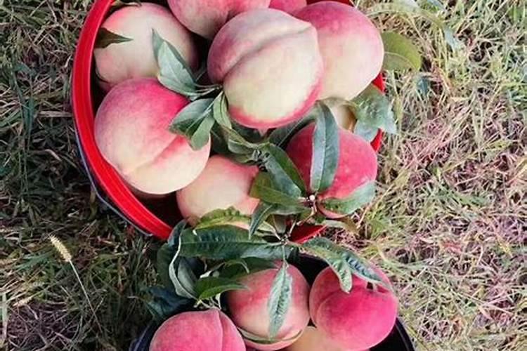 桃树施什么肥料桃子甜 如何施肥效果好